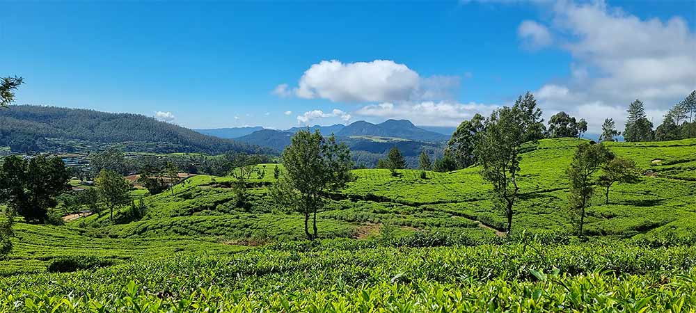 A tea estate in Sri Lanka’s central highlands
